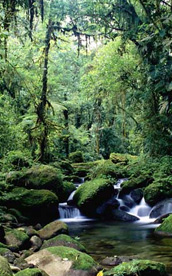 Monteverde Rain Forest