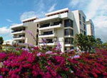 Bougainvillea