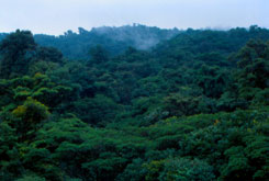Monteverde-Cloud-Forest