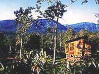 Selva Bananito Lodge 