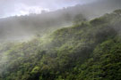 monteverde biological Reserve