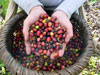 Coffee Costa Rica