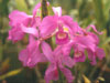 Orchids  Costa Rica