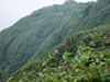 Rain Forest Costa Rica