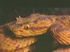Snakes of Costa Rica