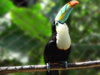 Birds of Costa Rica