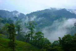 Monteverde Area