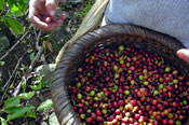 Cafe Costa Rica