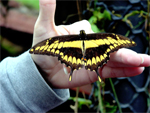 Butterfly Farm, San Carlos