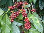 Coffee plant at Harvest time,Sto Domingo,Heredia
