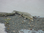 Crocodile Tarcoles