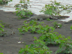 Crocodile Tarcoles, Central Pacific