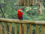 Macaw, Costa Rica