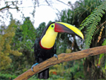 Tucano, Fauna - Costa Rica