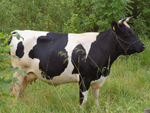 Dairy Cattle, Alajuela