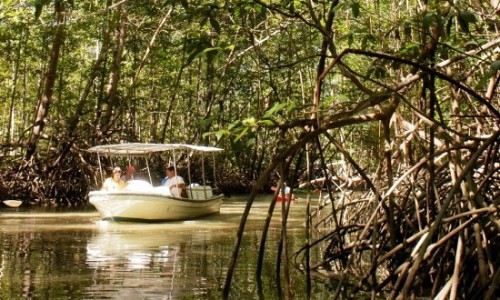 Damas Island Mangrove Boat Tour