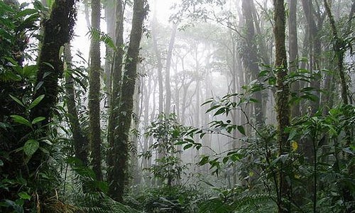 monteverdereservecostarica