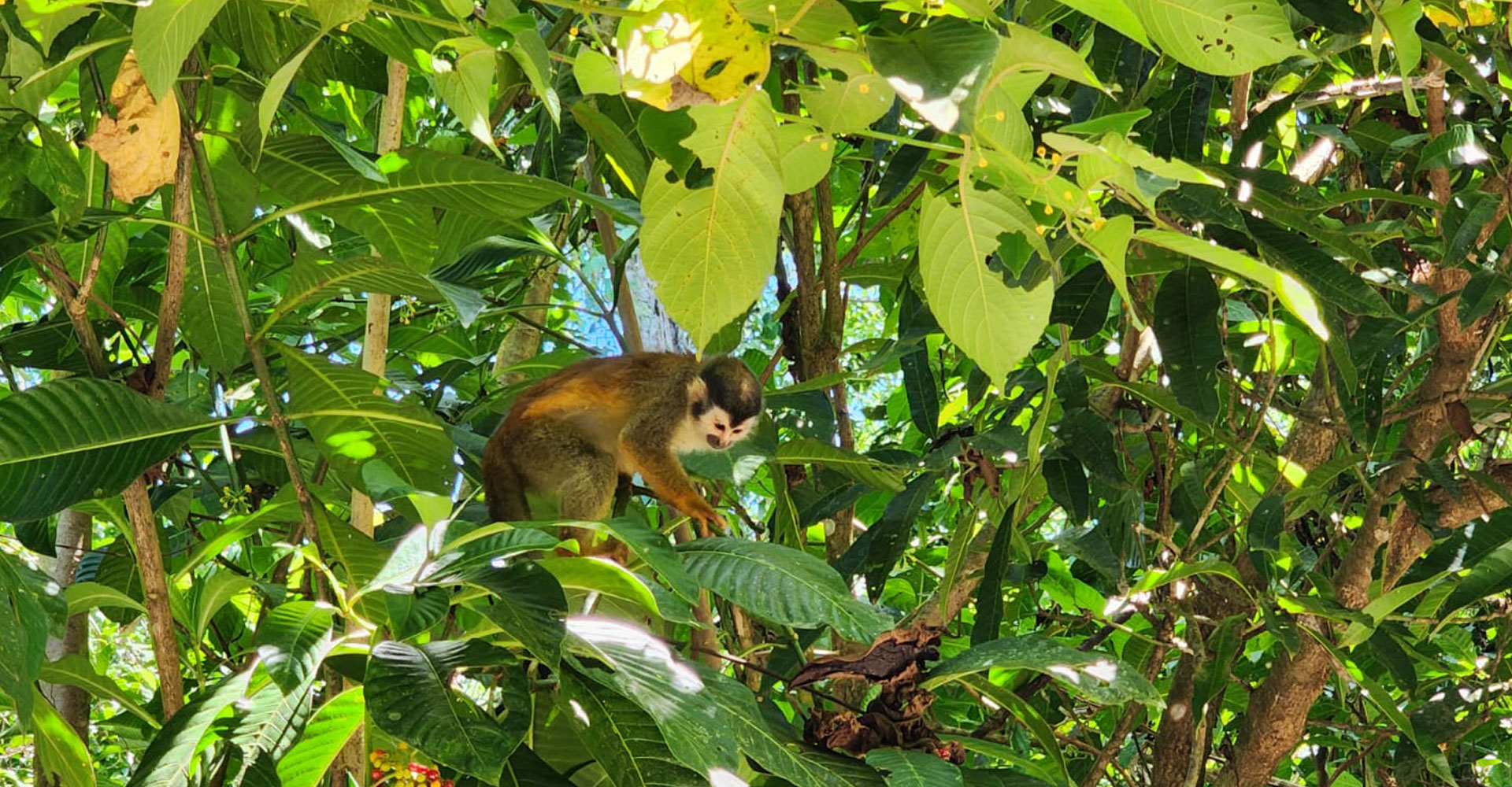 manuel-antonio-5