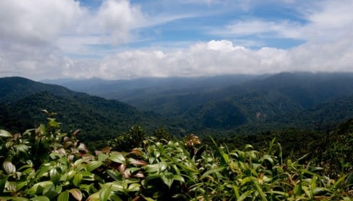 Cordilleras cubiertas de bosque bajo un cielo nublado, con arbustos tropicales en primer plano