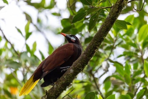 Oropéndola de plumaje café oscuro con cola amarilla y pico claro posada en una rama entre hojas verdes