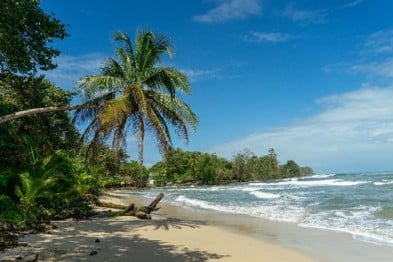 Playa tropical con palmeras, arena dorada y olas bajo un cielo azul