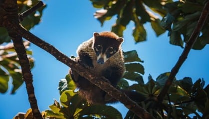 Pizote descansando en la rama de un árbol entre hojas, con el cielo azul de fondo