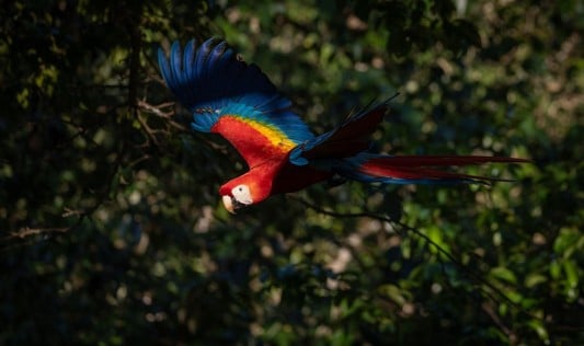 Lapa roja en vuelo con las alas rojas, amarillas y azules extendidas frente al follaje verde oscuro