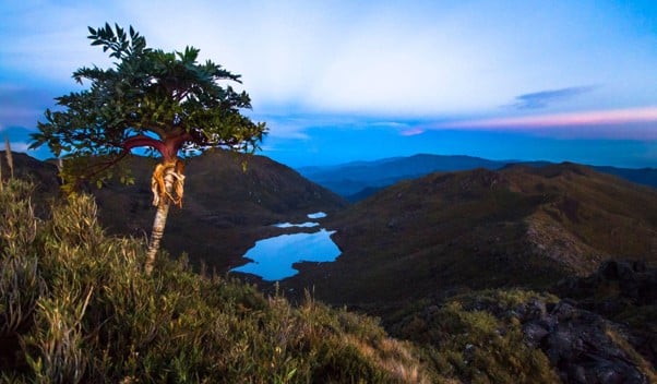 Árbol solitario en una ladera de alta montaña con vista a una pequeña laguna glaciar y cordilleras lejanas al anochecer