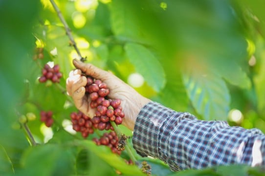 Mano con camisa a cuadros recogiendo cerezas de café rojas y maduras de un cafeto