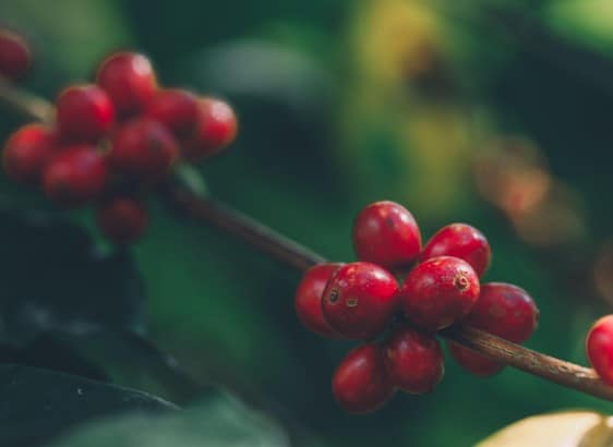 Primer plano de racimos de cerezas de café rojas y maduras en una rama