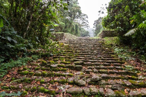 Antigua calzada empedrada que atraviesa un denso bosque tropical