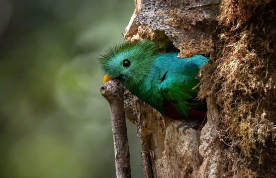 Quetzal de plumaje verde iridiscente en la entrada de su nido en un tronco cubierto de musgo