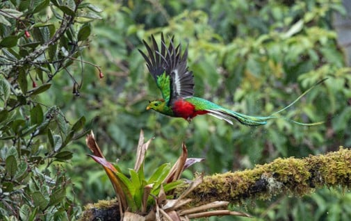 Quetzal en vuelo mostrando su pecho rojo y sus largas plumas verdes de la cola sobre una rama con musgo