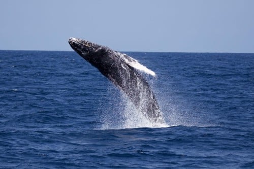 Ballena jorobada saltando fuera del mar azul profundo