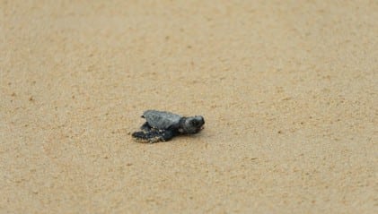 Tortuga marina recién nacida avanzando por la arena lisa
