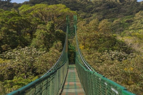 Puente colgante verde que atraviesa el dosel del bosque