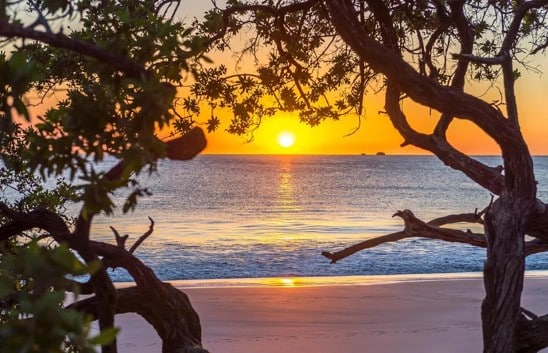 Atardecer sobre el mar enmarcado por ramas retorcidas de un árbol en una playa de arena