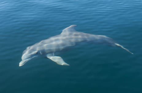 Delfín nadando bajo el agua en un mar azul verdoso